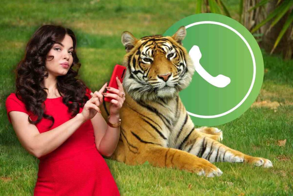 Come attivare la modalità tigre su WhatsApp