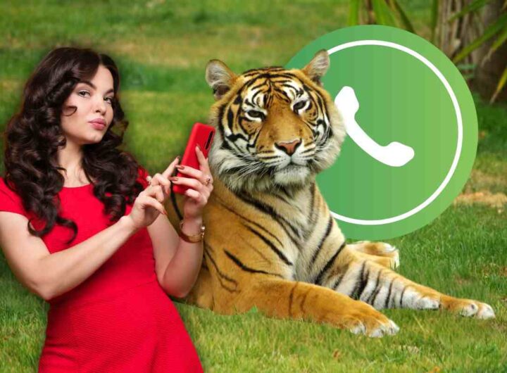 Come attivare la modalità tigre su WhatsApp