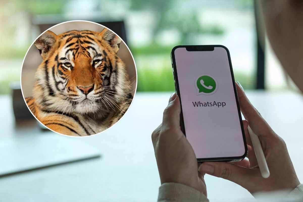 Attivazione della modalità tigre di WhatsApp